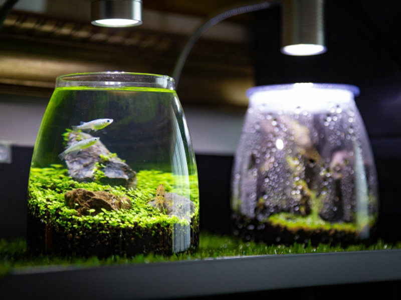 照明に照らされたメダカと水草のボトルアクアリウム