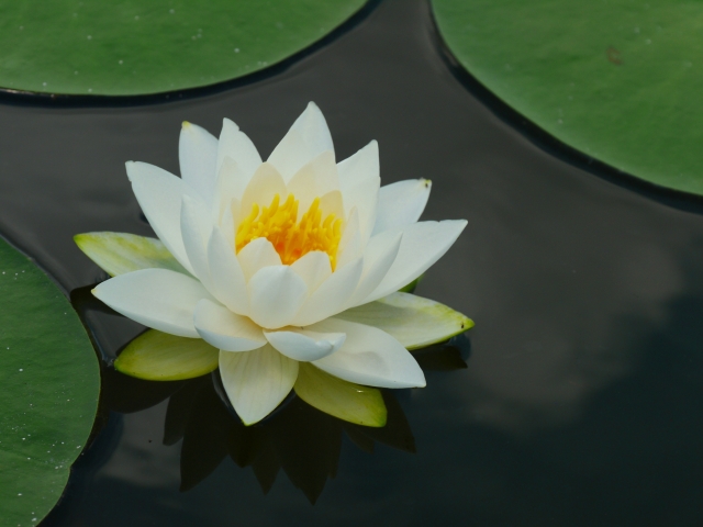 水面に浮かぶ白いスイレンの花と緑色の丸い葉