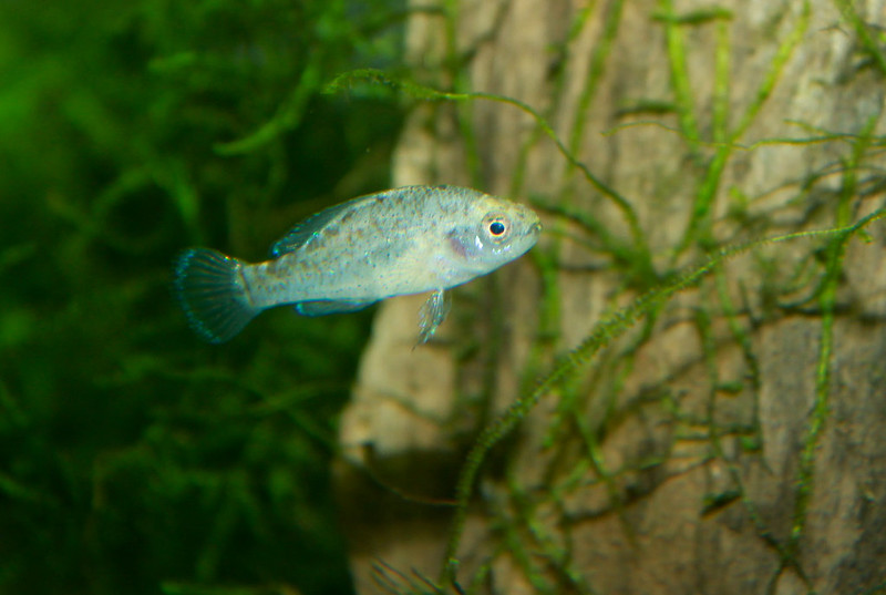 水草と流木の前を泳ぐ青白い小型熱帯魚の姿