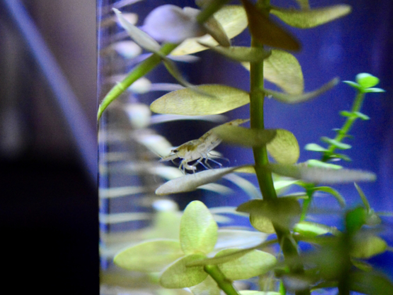 水草の葉に乗る小さな淡水エビと水槽内の水草群