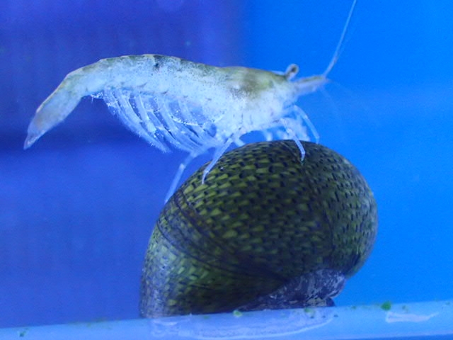 貝殻の上に乗る半透明なエビと青い背景の熱帯魚水槽内
