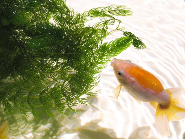 水草のマツモに近寄るオレンジ色の金魚の俯瞰写真