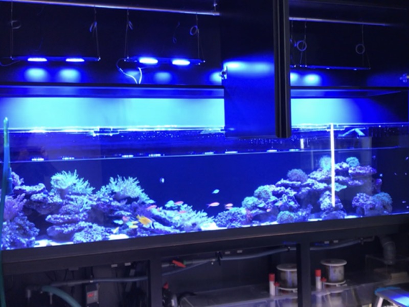 青い照明に照らされた大型の海水魚サンゴ水槽