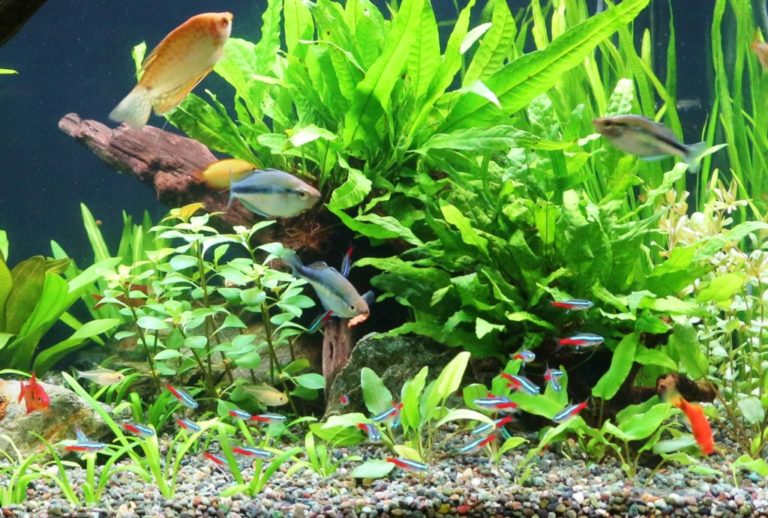 水草水槽を泳ぐネオンテトラの仲間と熱帯魚たち