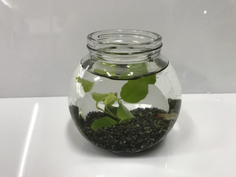 丸いガラス瓶に入った水草と黒い砂利のボトルアクアリウム