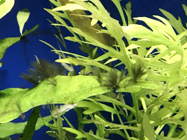 水草の葉に付着した黒い髭状のコケと青い背景