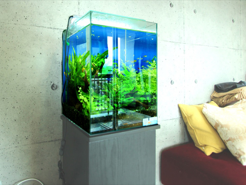 コンクリート壁の部屋に置かれた水草と小型魚の水槽