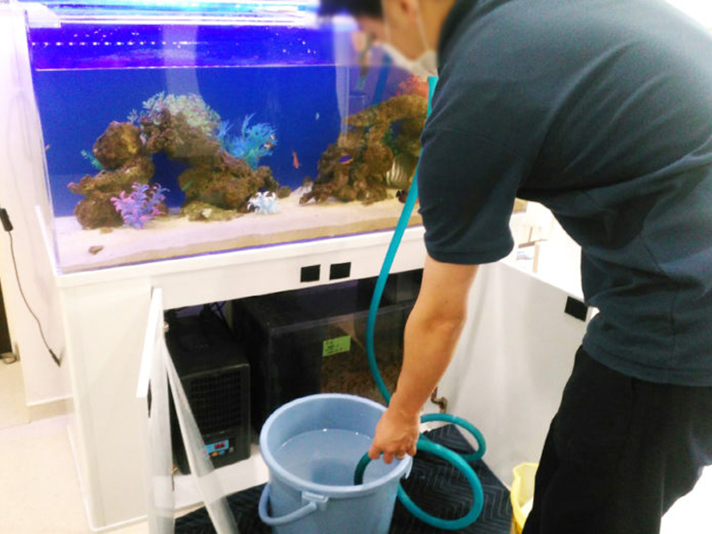 ホースとバケツで海水魚水槽の換水作業を行うスタッフ