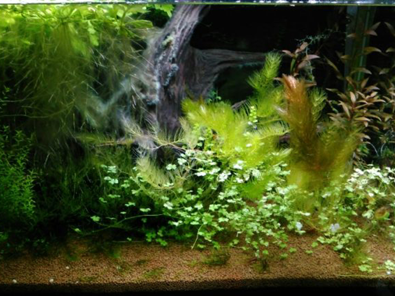 流木と数種類の水草が茂るソイル敷きの水槽内景