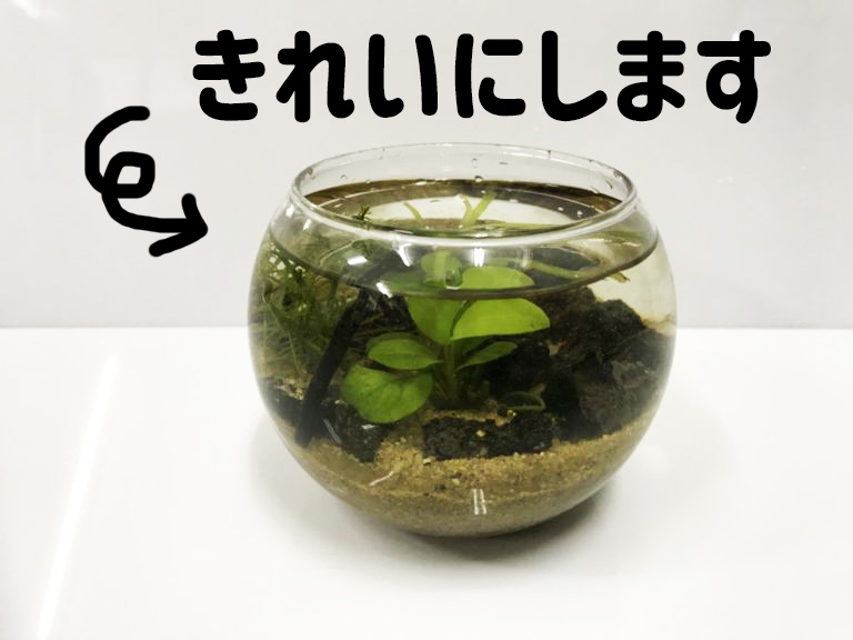 ボトルアクアリウムの掃除と水換え方法!掃除道具とメンテナンスのコツのサムネイル画像