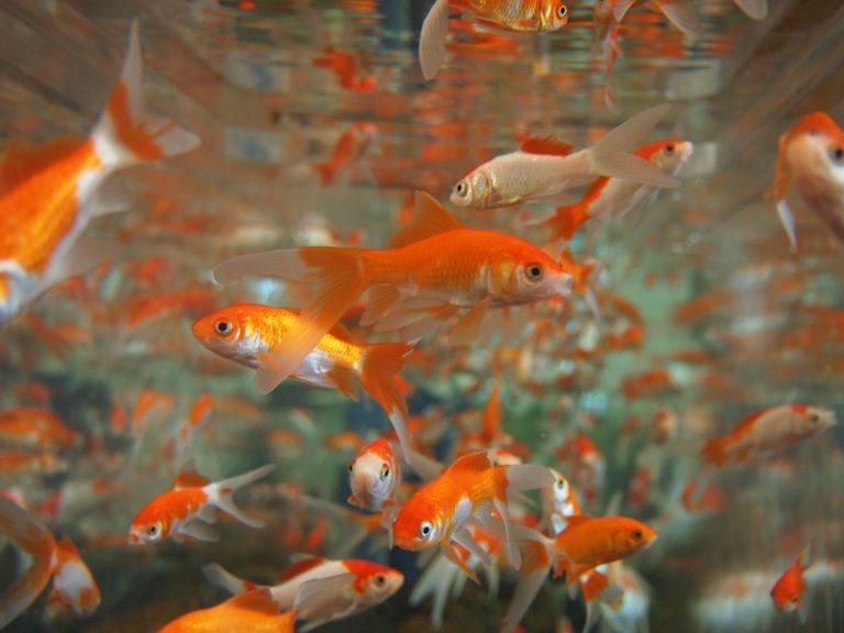 水槽内を群れで泳ぐ赤色と白色の金魚の群生