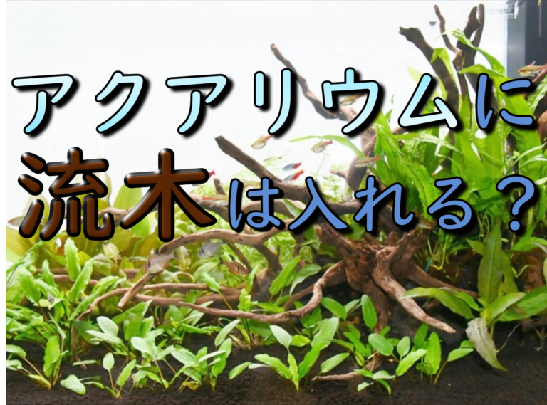 アクアリウムに流木は入れる？の文字と水草水槽の見出し画像