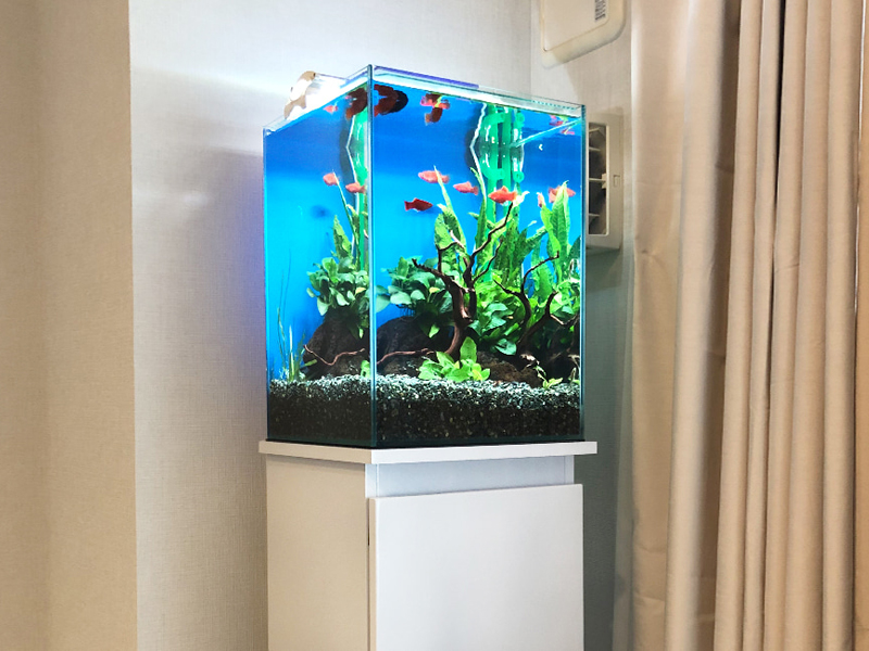 白い水槽台に置かれた青い背景の熱帯魚水槽と水草のレイアウト