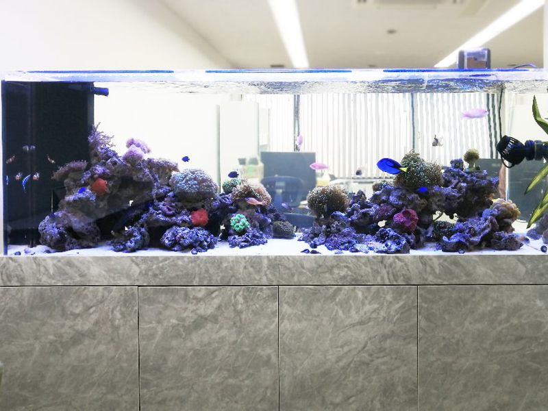 サンゴと海水魚が泳ぐ大型のオーバーフロー水槽