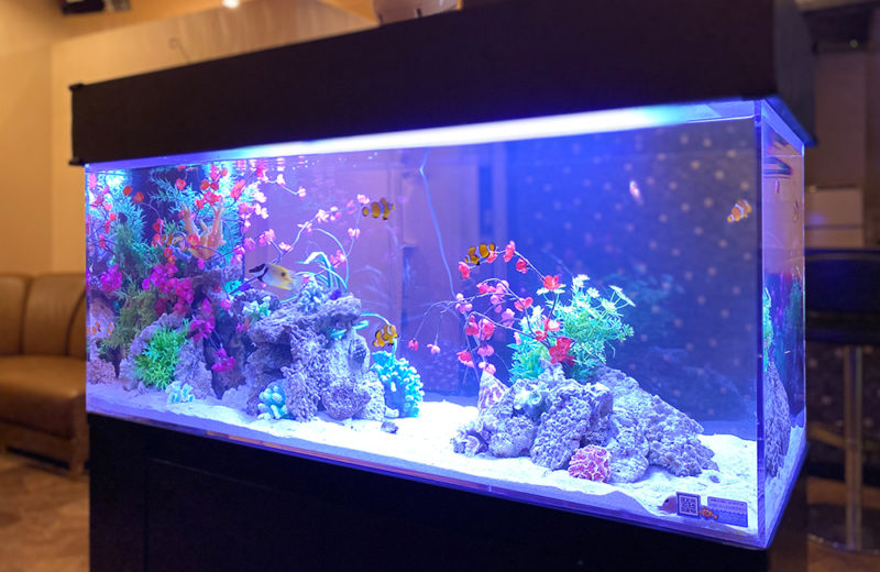 神奈川県 飲食店に設置した120cm海水魚水槽 水槽レンタル事例 水槽画像１