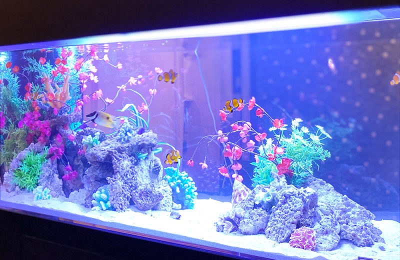 神奈川県 飲食店に設置した120cm海水魚水槽 水槽レンタル事例 水槽画像４
