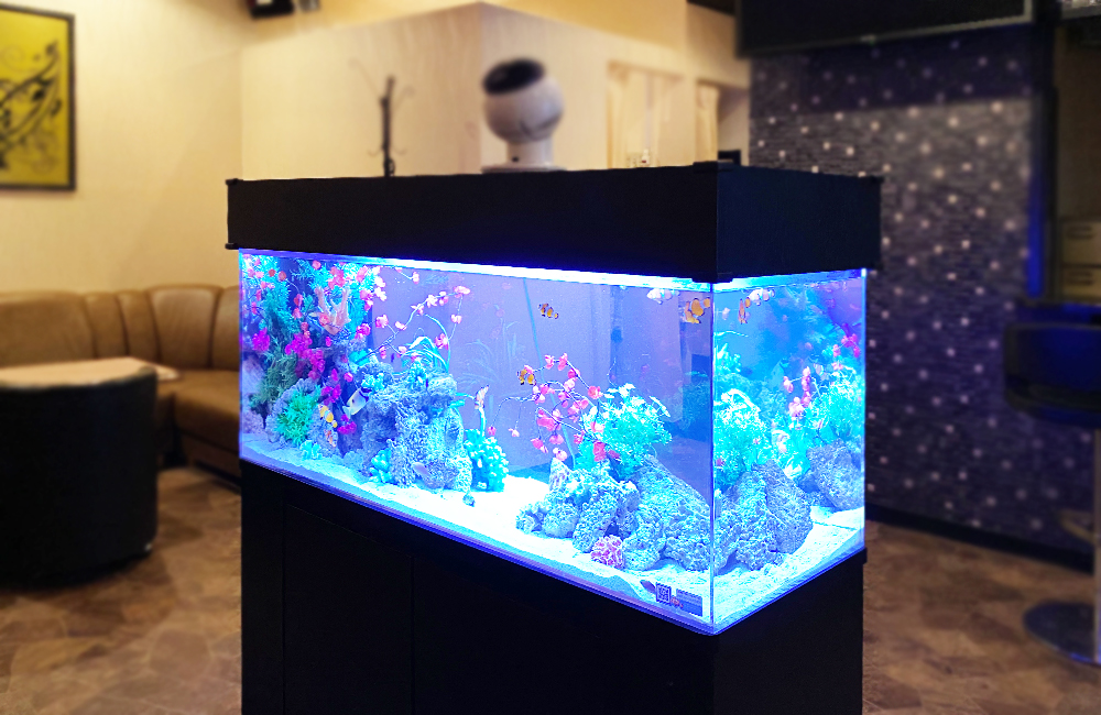 青い照明に照らされた海水魚水槽と店内のインテリア