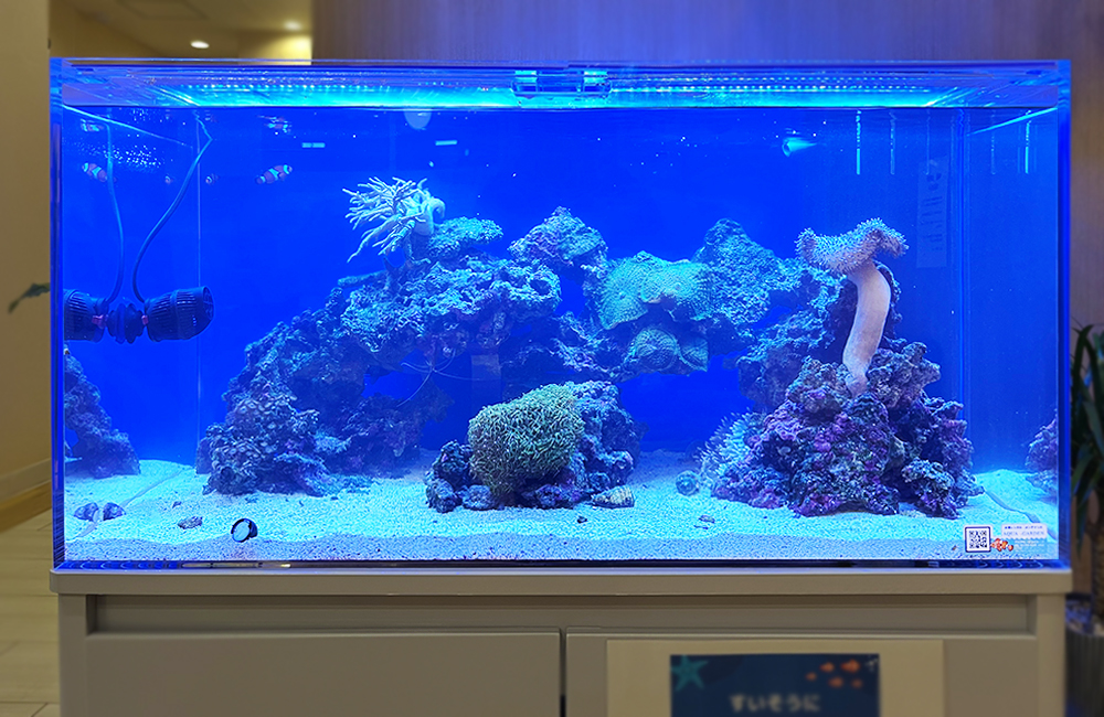 青い照明に照らされたサンゴとライブロックの海水魚水槽