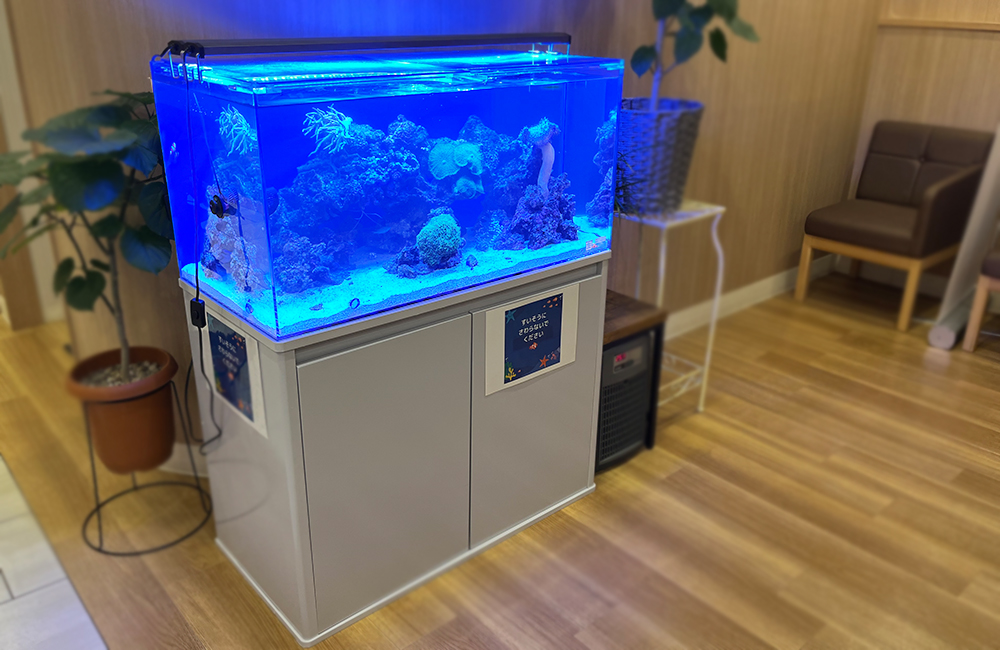 青い照明が灯るサンゴ礁を再現した海水魚水槽の全景