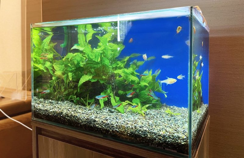 ご自宅のリビングに設置 45cm淡水魚水槽 水槽レンタル事例 水槽画像1