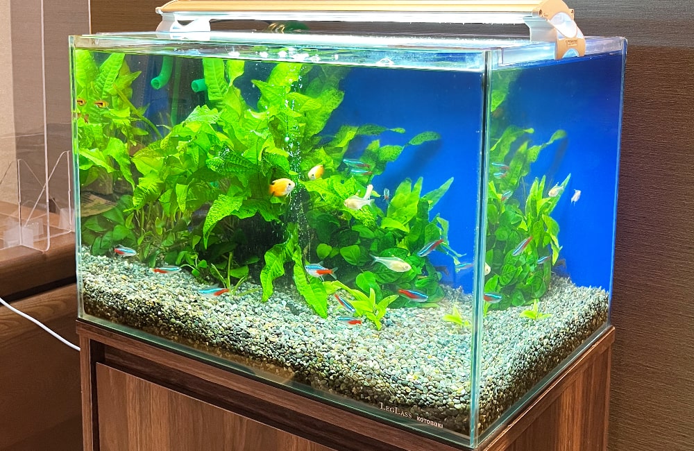 水草とネオンテトラの仲間が泳ぐ青い背景の水槽