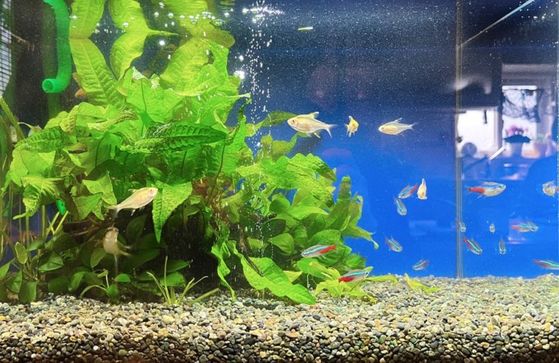 ご自宅のリビングに設置 45cm淡水魚水槽 水槽レンタル事例 水槽画像4