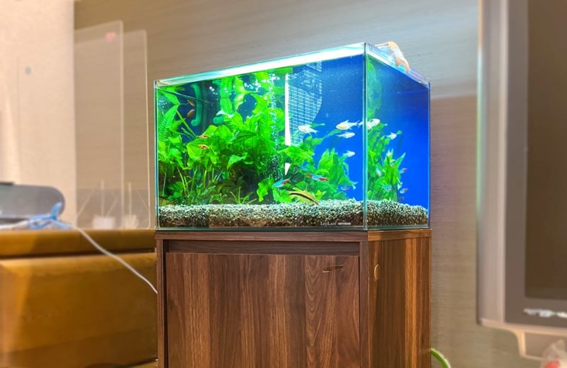 ご自宅のリビングに設置 45cm淡水魚水槽 水槽レンタル事例 水槽画像5