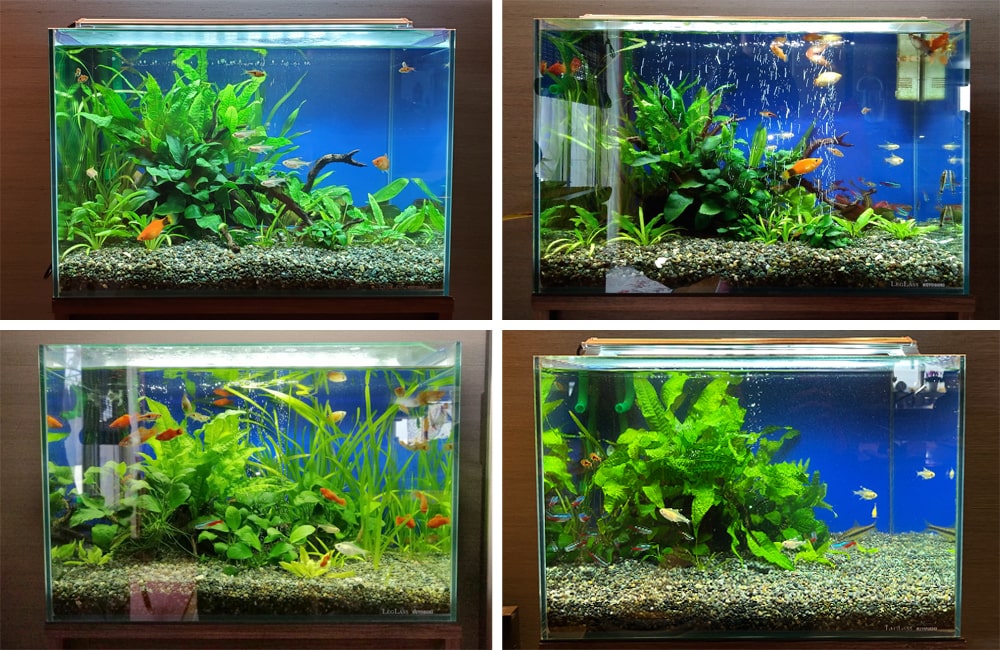 水草が茂る水槽で泳ぐ小型魚の4分割比較画像