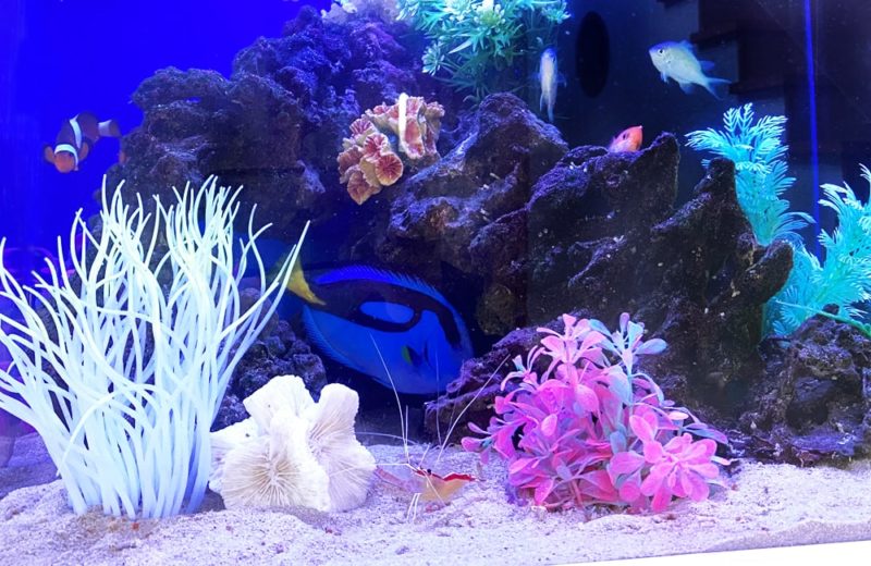 神奈川県 ご自宅のリビング 45cm海水魚水槽 レンタル事例 水槽画像3
