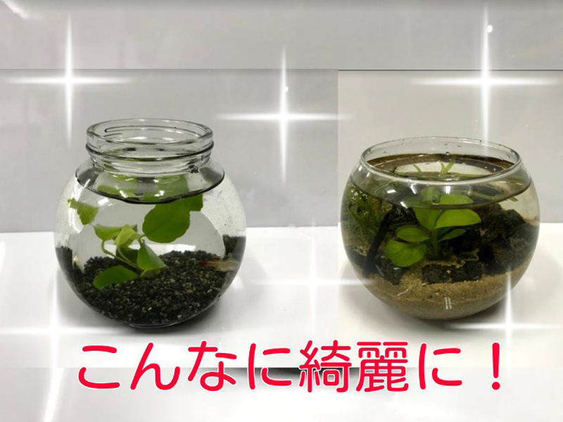 こんなに綺麗に!の文字と水草が入った2つのボトル水槽