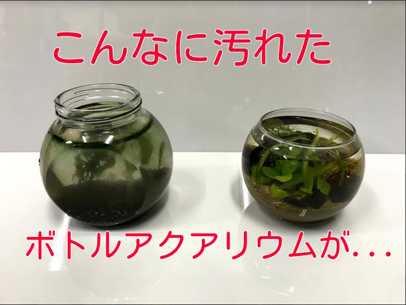 こんなに汚れたボトルアクアリウムがの文字と丸い瓶の画像