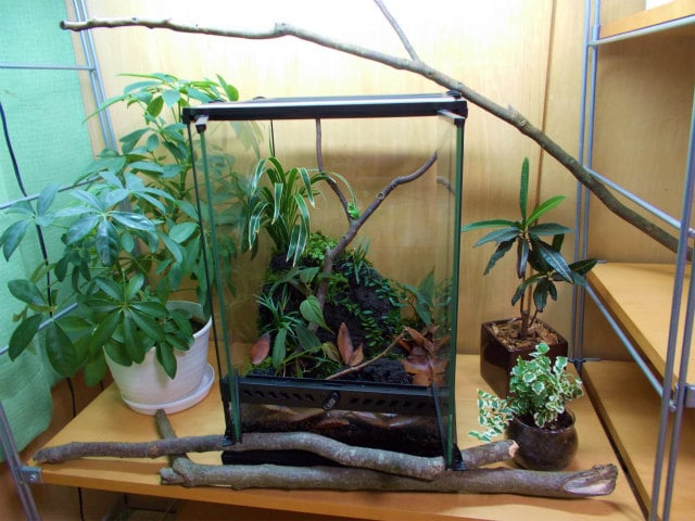 流木と植物を配置した小型テラリウム水槽と観葉植物の鉢植え