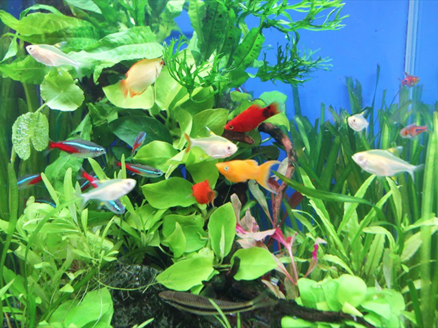 水草が茂る水槽を泳ぐネオンテトラの仲間や熱帯魚たち