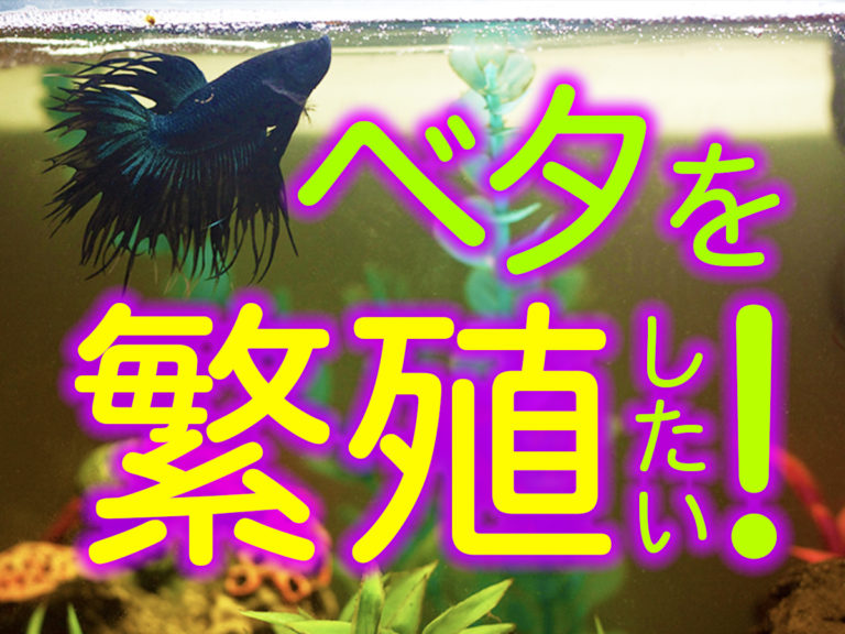ベタを繁殖したい！の文字と黒いベタの見出し画像