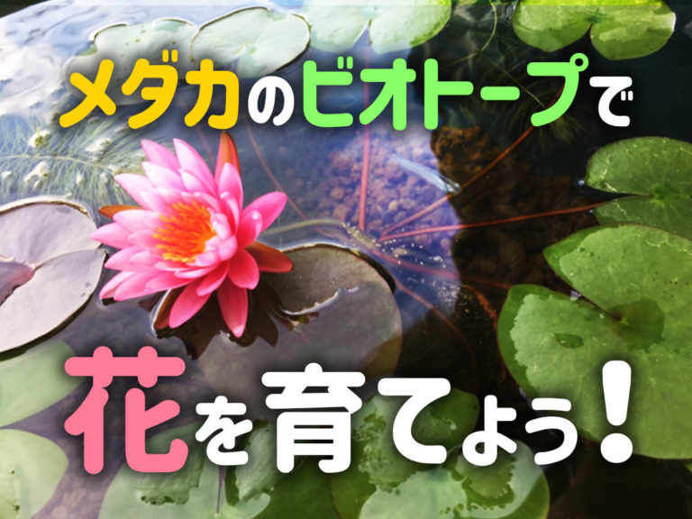 メダカのビオトープで花を育てよう！の文字と睡蓮の花