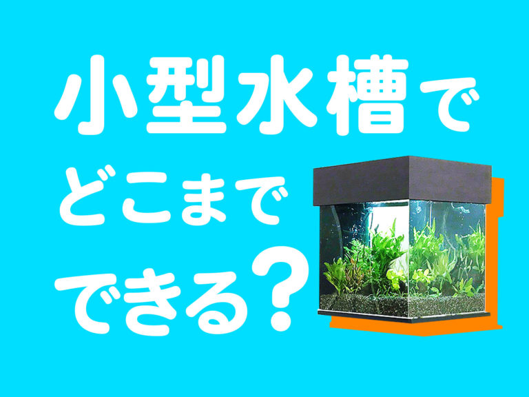 小型水槽でどこまでできる?の文字と水草水槽の画像