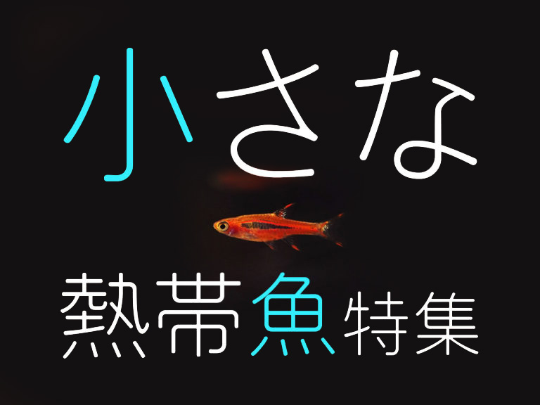 小さな熱帯魚特集！ピグミー・ドワーフなどの小型種9選と混泳について！のサムネイル画像