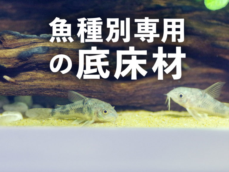 魚種別専用の底床材の文字とコリドラスの仲間の見出し画像