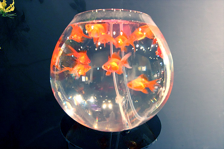 丸い金魚鉢の中を泳ぐ複数の赤い金魚と水泡の反射