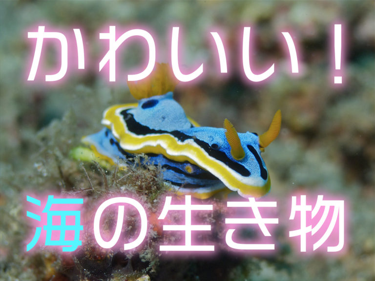 かわいい！海の生き物と書かれたウミウシの見出し画像