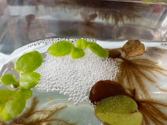 水面に浮かぶ浮き草と熱帯魚が作った泡巣