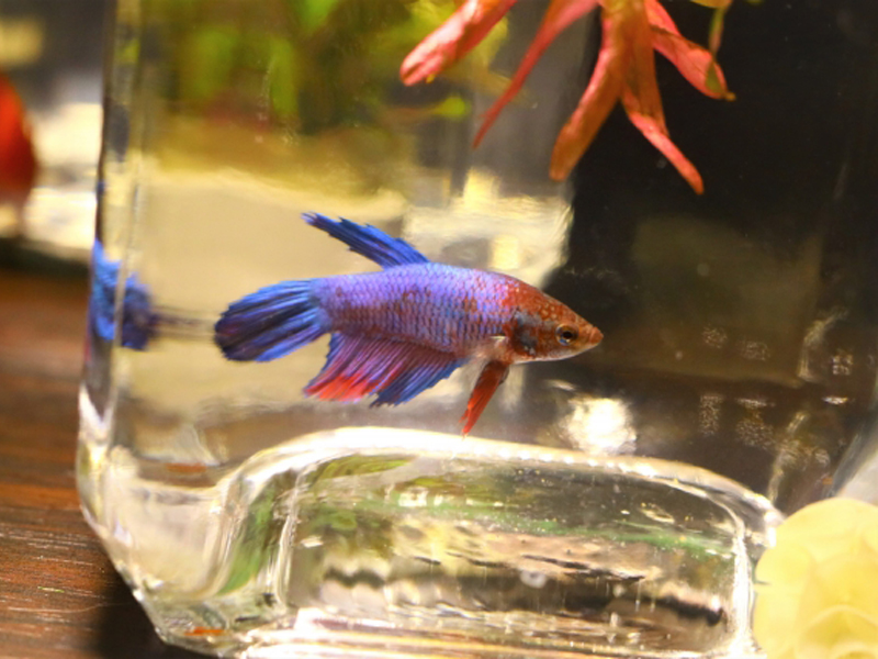 ガラス容器で泳ぐ青と赤のベタと水草のレイアウト