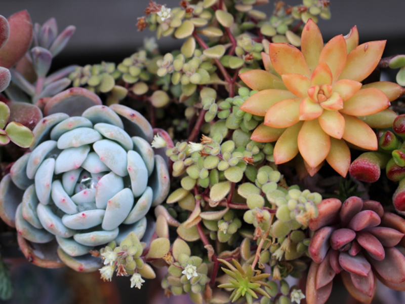 青やオレンジ色の多肉植物の寄せ植え