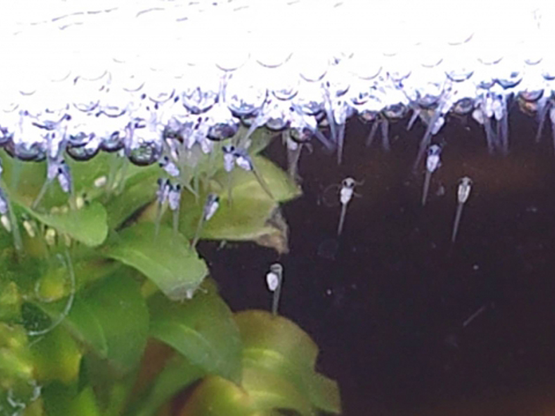 水面の泡の下に集まるメダカの稚魚と水草の葉