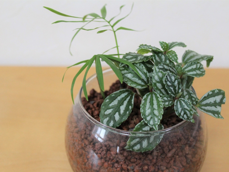 丸いガラス容器に植えられた2種類の観葉植物とハイドロボール