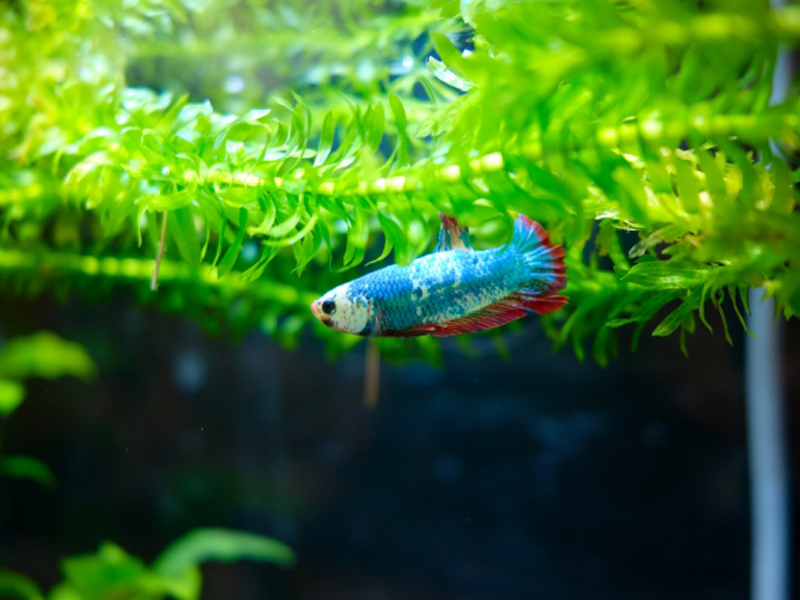 水草の下を泳ぐ青と赤のベタと緑色の水草群