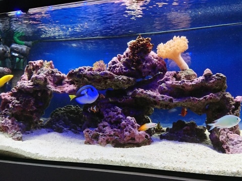 ライブロックと海水魚が泳ぐサンゴ水槽のレイアウト
