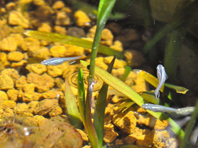 赤玉土を敷いた水槽で泳ぐメダカと水草の俯瞰画像