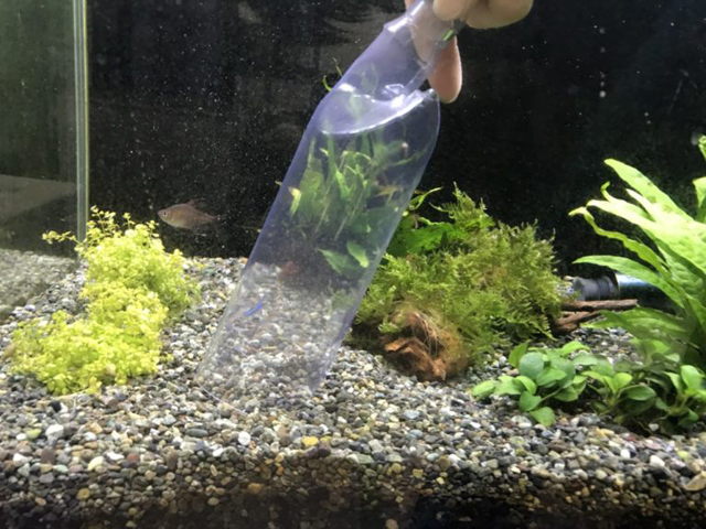 クリーナーポンプで水槽の砂利を掃除する手元のアップ