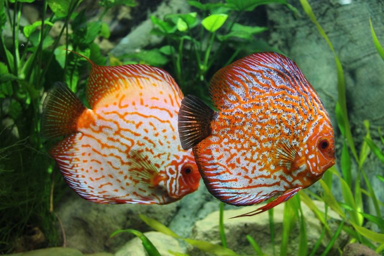 水草を背景に泳ぐ2匹のディスカスと岩のレイアウト